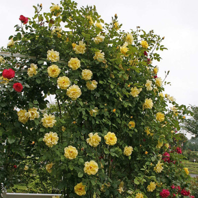 CYBEXIS VXI-36 - Yellow Climbing Rose - (900 Seeds) Seed(900 per packet)