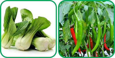 WILLVINE MAH -XVI Chilli And Pak Choi[1gm, 200 Seeds] Seed(200 per packet)