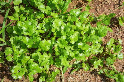 Avysa Green leafy herb coriander Seed(250 per packet)
