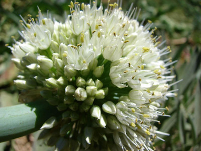 Qualtivate XXX-6A Japanese Bunching Welsh Onion Seed Seed(500 per packet)