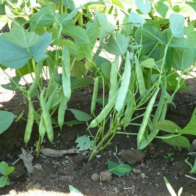 SREE Runner Beans Seed, Seem Seed, Runner Beans Hybird Seed(55 per packet)