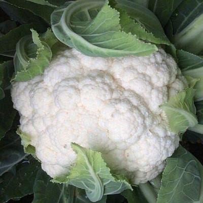 CYBEXIS F1 Hybrid Seeds of Vegetable Cauliflower All The Year Round2000 Seeds Seed(2000 per packet)