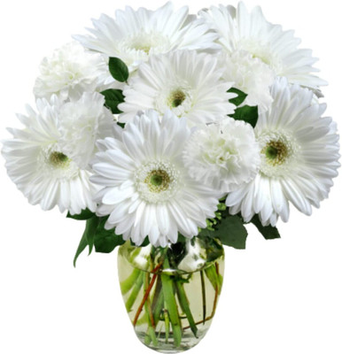 Aywal Gerbera Seed(100 per packet)
