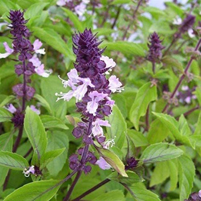 WILLVINE VVI-15 Basil Cinnamon Ocimum Basilicum Seed(1000 per packet)