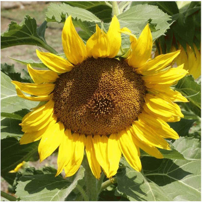 CYBEXIS HUA-48 - Sunspot Sunflower Wildflower - (1350 Seeds) Seed(1350 per packet)