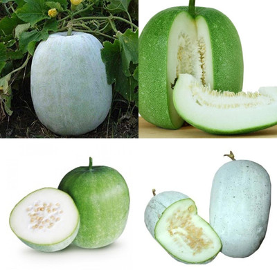 ibains Organic ash gourd seeds 24 Seed(24 per packet)