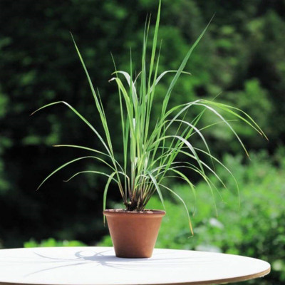 VibeX VXI-53 - Non-GMO Lemongrass Herbs - (2250 Seeds) Seed(2250 per packet)