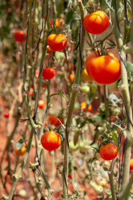 iGrow tomato Seed(90 per packet)