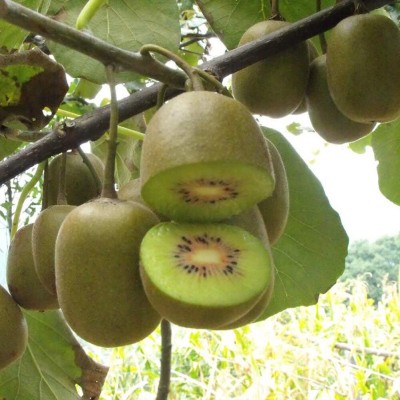 KNESSiN (Actinidia arguta) Rare Cold-Tolerant Hardy Kiwi Seeds Tropical Fruit Seeds Seed(25 per packet)