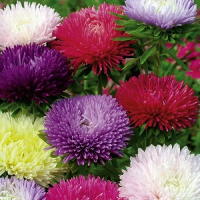 CYBEXIS Aster Flower Seeds Dwarf Double Flower Seed(1 g)