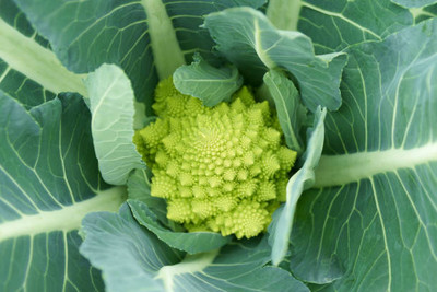 KOO Retails white cauliflower,gobhee seeds Seed(45 per packet)