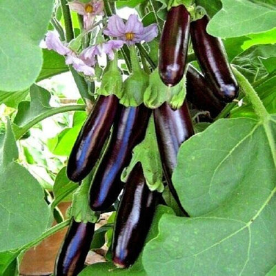 CYBEXIS Seeds of Vegetable Brinjal Aubergine Long Purple2400 Seeds Seed(2400 per packet)