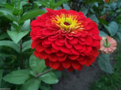 CYBEXIS Zinnia Elegans 'Cherry-red' Seed(25 per packet)