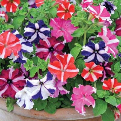 CYBEXIS XL-29 - Petunia Starfall Rainbow Mix - (540 Seeds) Seed(540 per packet)