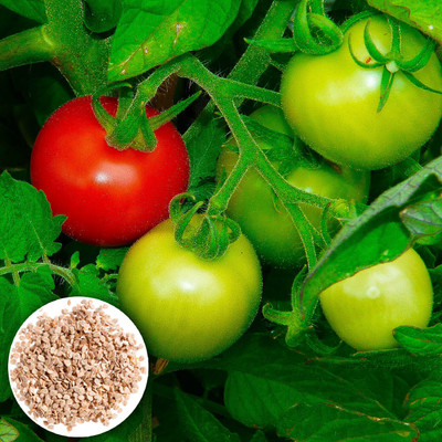 the green dotcom Cherry Tomato/ Tomato Vegetable Seed(30 per packet)