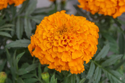 SIDDHARTH FISH FARM marigold/gende ka phool flower seeds Seed(50 per packet)