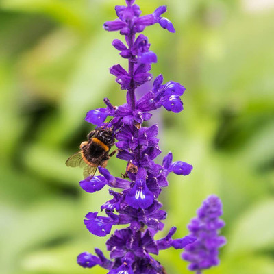 VibeX ® LXI-447 Blue Sage Seeds Seed(200 per packet)