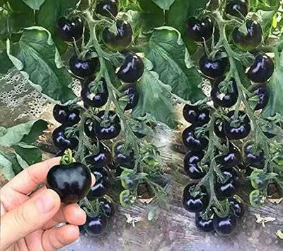 seedargo Seedargo Best Quality Hybride black Tomato Seed Seed(50 per packet)