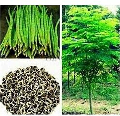 Aywal Variety Hybrid Drumstick Seed(40 per packet)