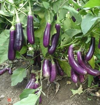 Aywal Aubergine Italian Violet Brinjal Seed(1000 per packet)