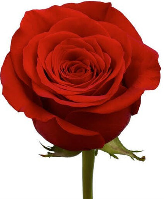 Khushi Prova red rose beautiful flower hybrid seeds 1-packet Seed(70 per packet)