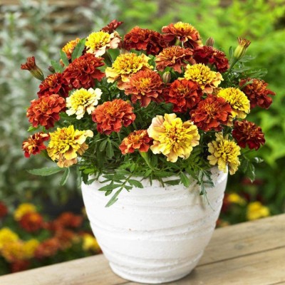 VibeX XLL-69 - Tagetes Patula French Marigold Strawberry - (750 Seeds) Seed(750 per packet)