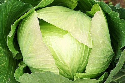 AFARTIOBINA 154 Pc Cabage Seeds Seed(154 per packet)