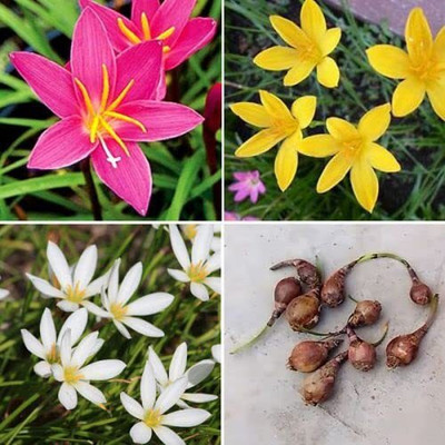Cloud Farm Lily Plant Seed(3 per packet)
