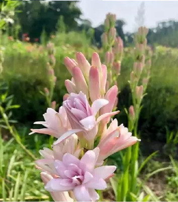 the green dotcom Pink double petel most fragrance tuberose flower bulbs seeds Seed(15 per packet)