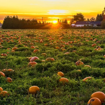 CYBEXIS Hardy Giant Pumpkin Seeds100 Seeds Seed(100 per packet)