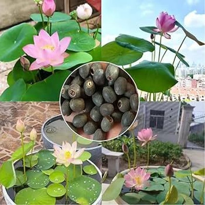 DEYS AGRO ® home lotus seeds,night lotus Seed(25 per packet)