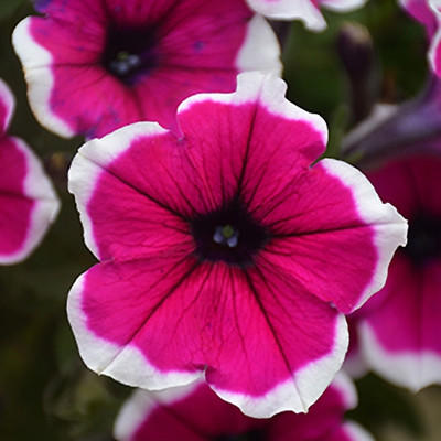 kranti farms petunia Seed(30 per packet)