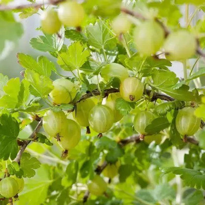 MAA Gooseberry, Amla Seed(10 per packet)