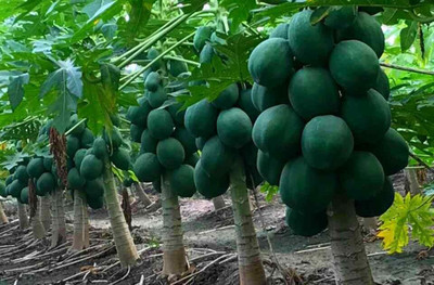 Cosmos Papaya 786 HYBRID Seed(100 per packet)