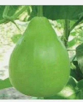 UGRA Asian Bangladeshi Bottle Gourd Seed(20 per packet)