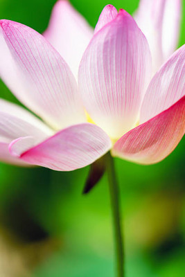 PMA lotus,kamal gatta Seed(15 per packet)