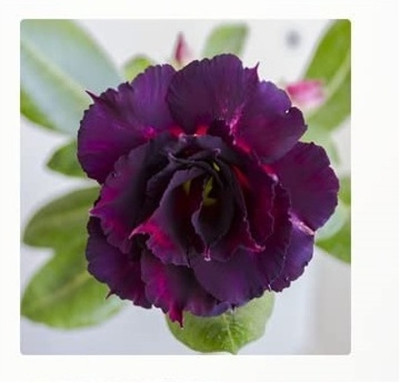 Qualtivate NBIR-522 Desert Rose Impala Lily Seed(30 per packet)