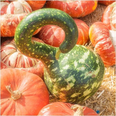 Qualtivate HUA-4A Bottle Gourd (Lagenaria siceraria) Seed(50 per packet)