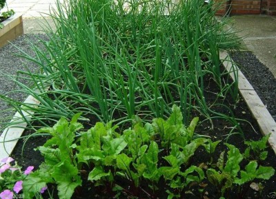 CYBEXIS XLL-86 - Scallion Green Onion Spring Onion - (4500 Seeds) Seed(4500 per packet)