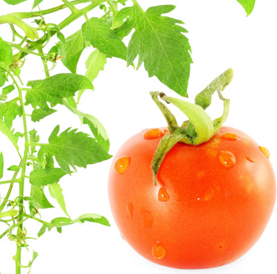 VRAKSHA Tomato Seed(2000 per packet)