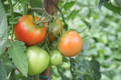 HYBRID MAKHAN GRASS SEEDS tomato Seed(145 per packet)