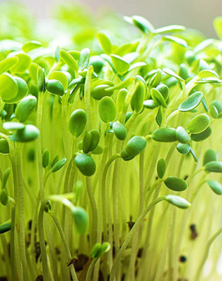CYBEXIS NBIR-8 - Arugula/Rocket - (2250 Seeds) Seed(2250 per packet)