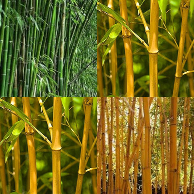 ibains Bamboo seeds for fencing bij 330 Seed(330 per packet)
