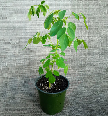 CYBEXIS TLX-41 - Moringa Drumstick (Saijan) - (450 Seeds) Seed(450 per packet)