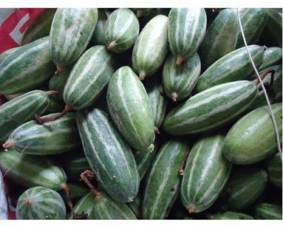 GREENSEA Parwal, Pointed Gourd, Potol hybrid Seed(13 per packet)