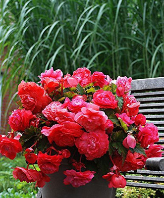 CYBEXIS HUA-65 - Begonias Flower - (90 Seeds) Seed(90 per packet)