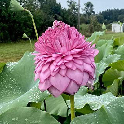 Aro Lotus, Kamal Seed(25 per packet)