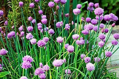 VibeX TLX-92 - Hybrid Chives - (750 Seeds) Seed(750 per packet)