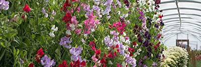 Lorvox Sweet Pea Flower Seeds F1 Hybrid Seed(80 per packet)