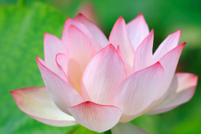 Greenspice Lotus Seed(10 per packet)